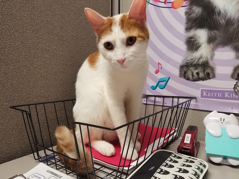 Cat Adoption (0) in Alexandria VA