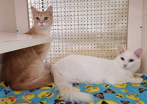 Cat Adoption (0) in Corona CA