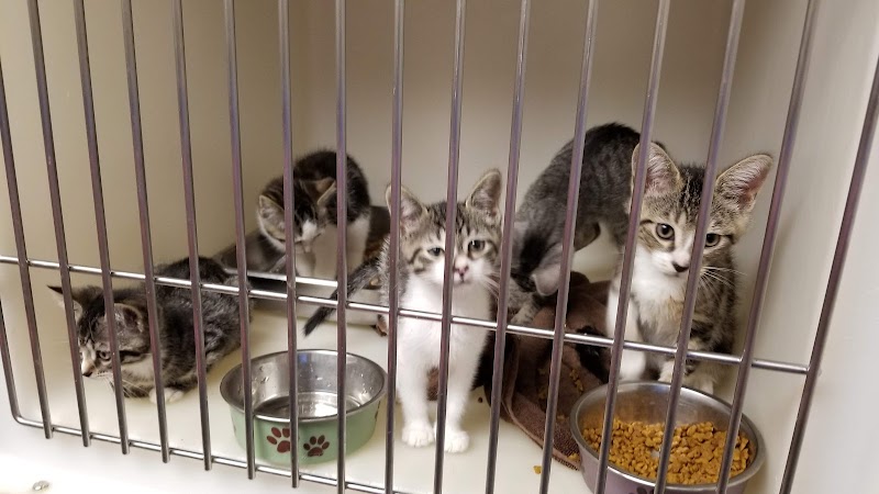 Cat Adoption (0) in Erie PA