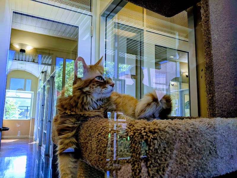 Cat Adoption (0) in Sunnyvale CA