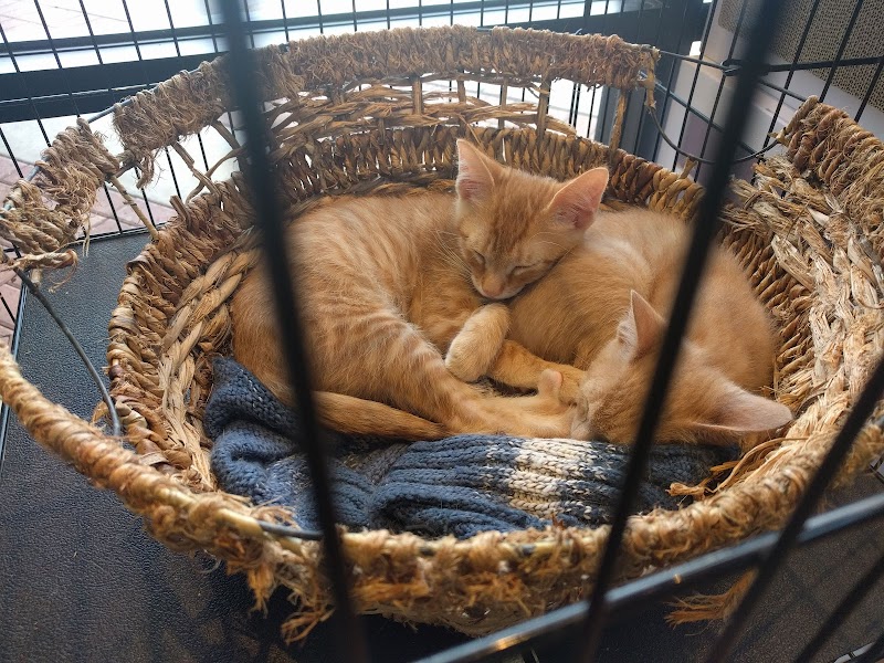 Cat Adoption (1) in Austin TX