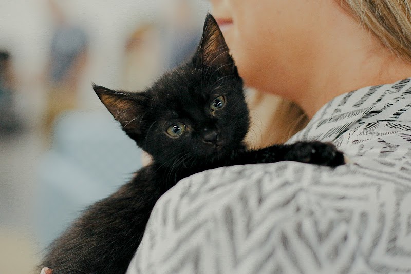 Cat Adoption (1) in Orlando FL