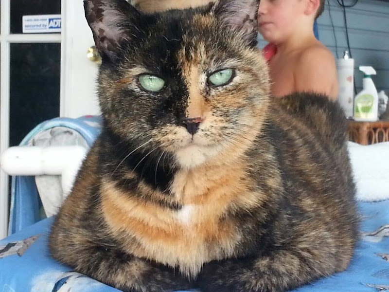 Cat Adoption (1) in Palm Bay FL