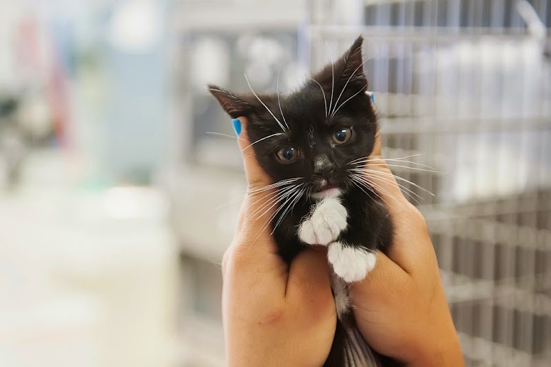 Cat Adoption (1) in Roanoke VA