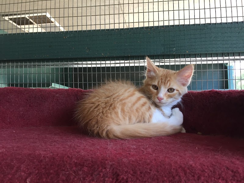 Cat Adoption (1) in Stockton CA