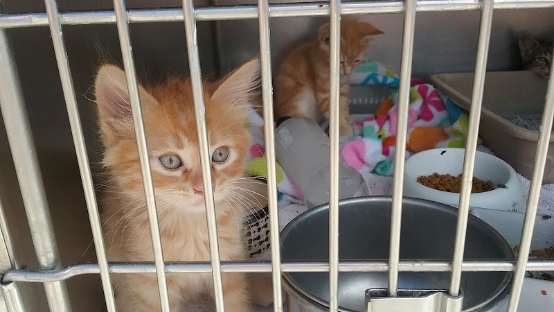 Cat Adoption (2) in Corona CA