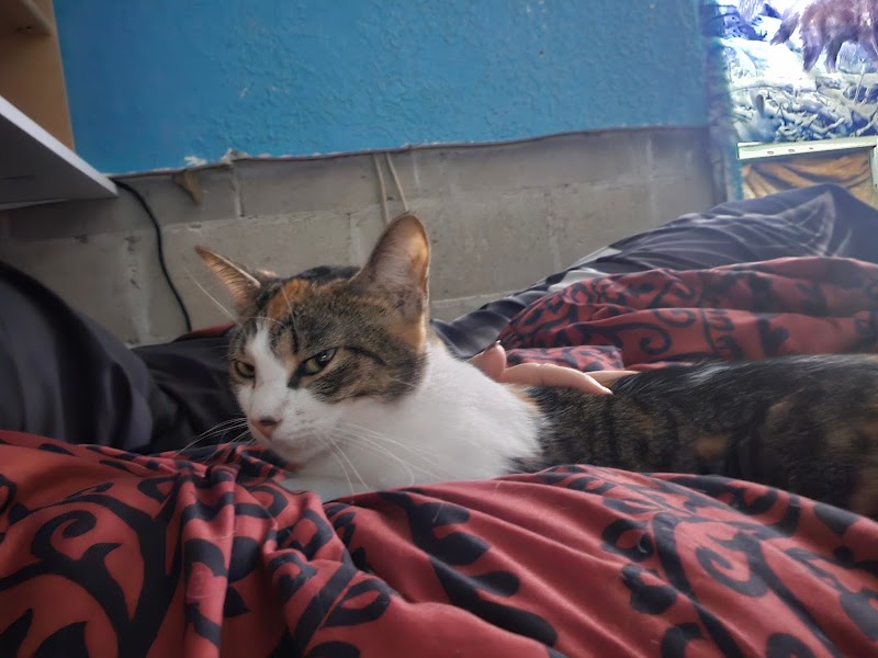 Cat Adoption (2) in Kissimmee FL
