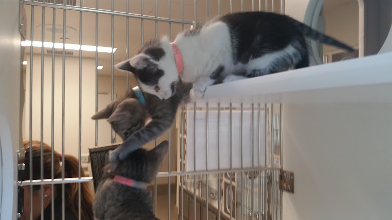 Cat Adoption (2) in Lancaster CA