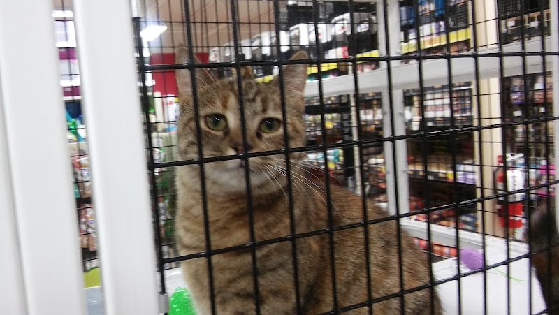 Cat Adoption (3) in Greensboro NC