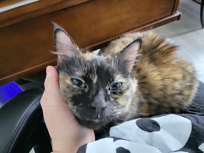 Cat Adoption (3) in Montgomery AL